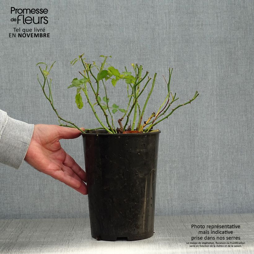 Esemplare di Rosa rampicante Rambling Rosie Vaso da 4L/5L come consegnato in autunno