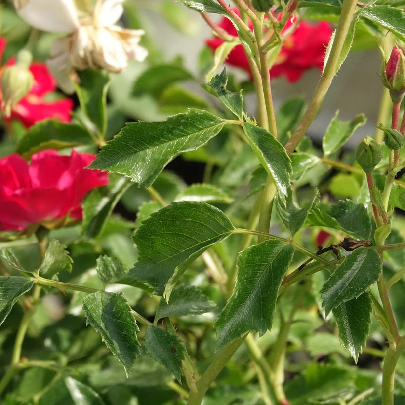 Rosa rampicante Rambling Rosie (Fogliame)