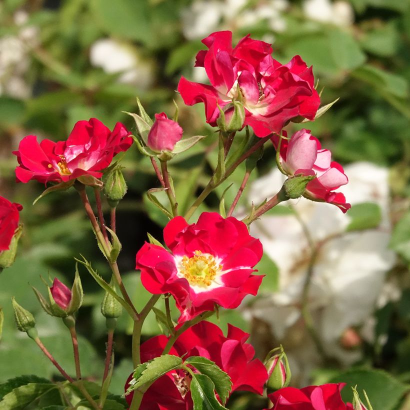 Rosa rampicante Rambling Rosie (Fioritura)