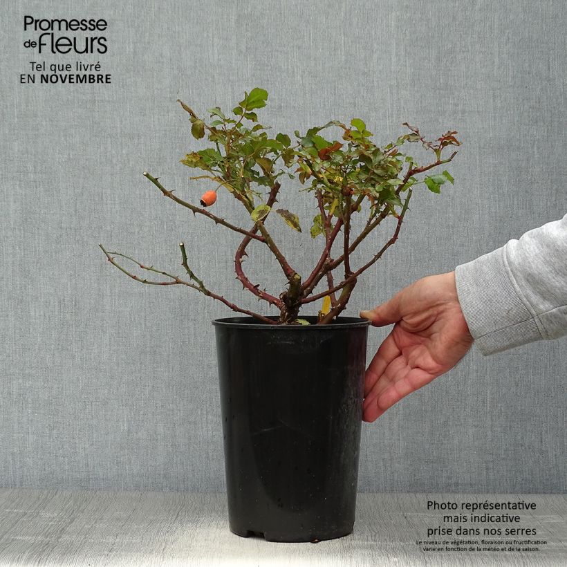 Esemplare di Rosa rampicante Rosarium Uetersen Vaso da 4L/5L come consegnato in autunno
