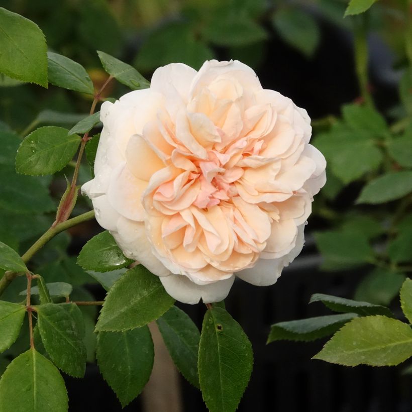 Rosa rampicante Sabrina (Fioritura)