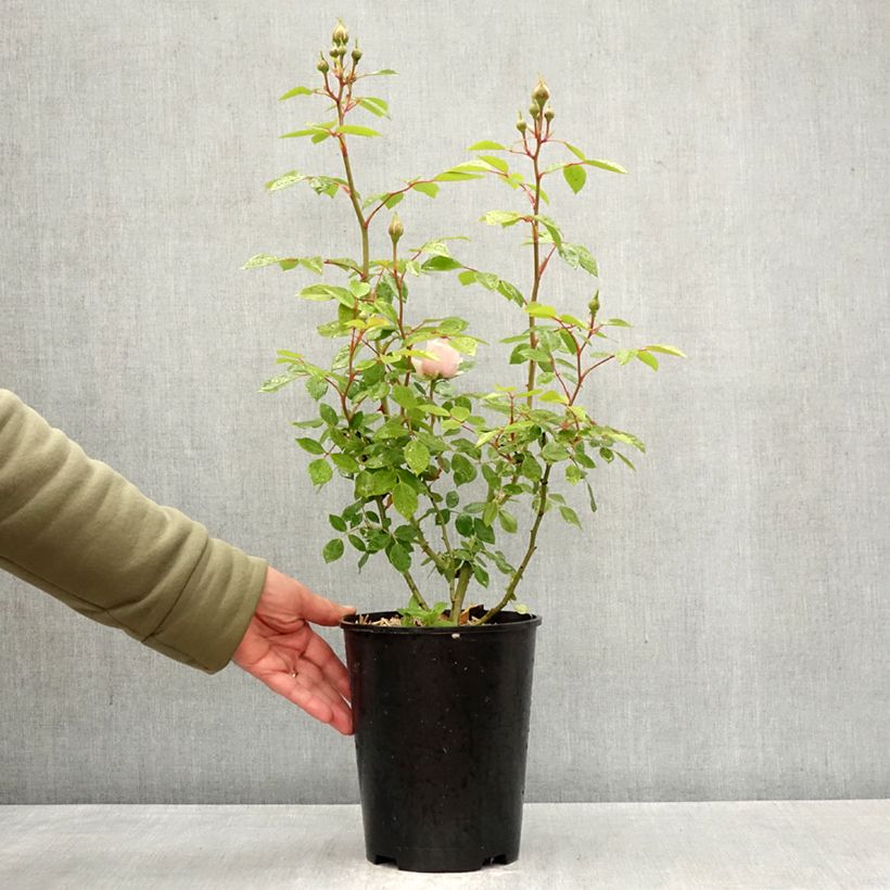 Rosa rampicante Sabrina Vaso da 4L/5L esemplare consegnato in primavera