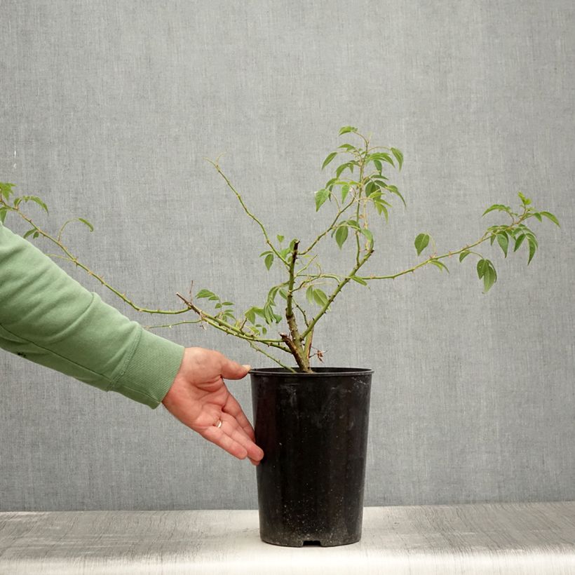 Esemplare di Rosa multiflora Seagull Vaso da 4L/5L consegnato in estate