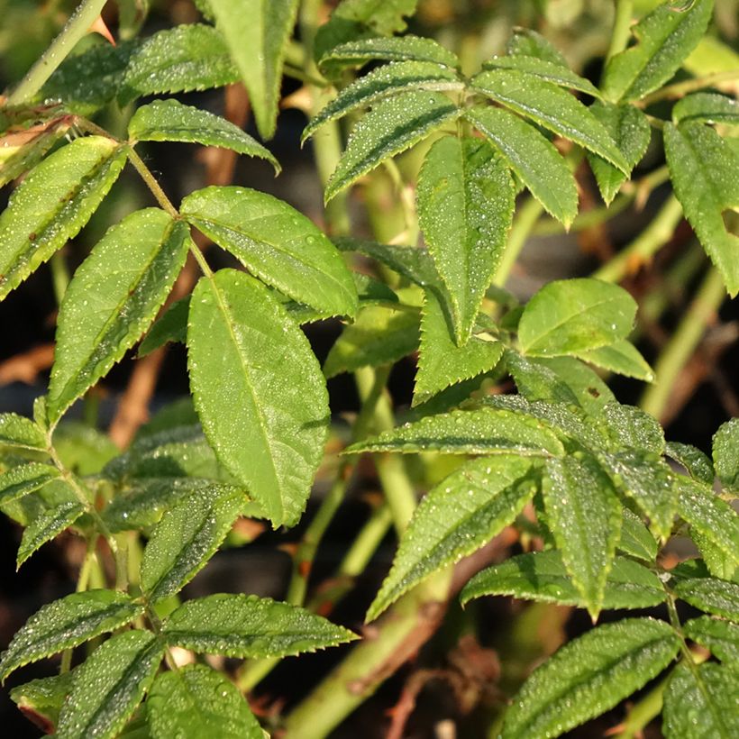 Rosa multiflora Seagull (Fogliame)