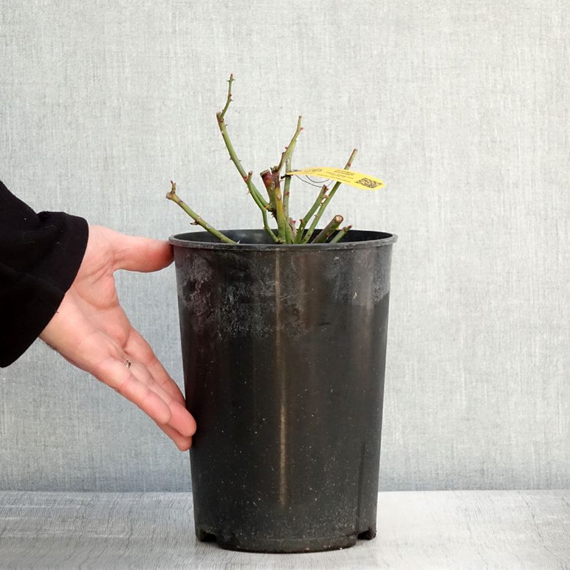 Rosa rampicante Siluetta Crimson Vaso da 4L/5L esemplare consegnato in inverno