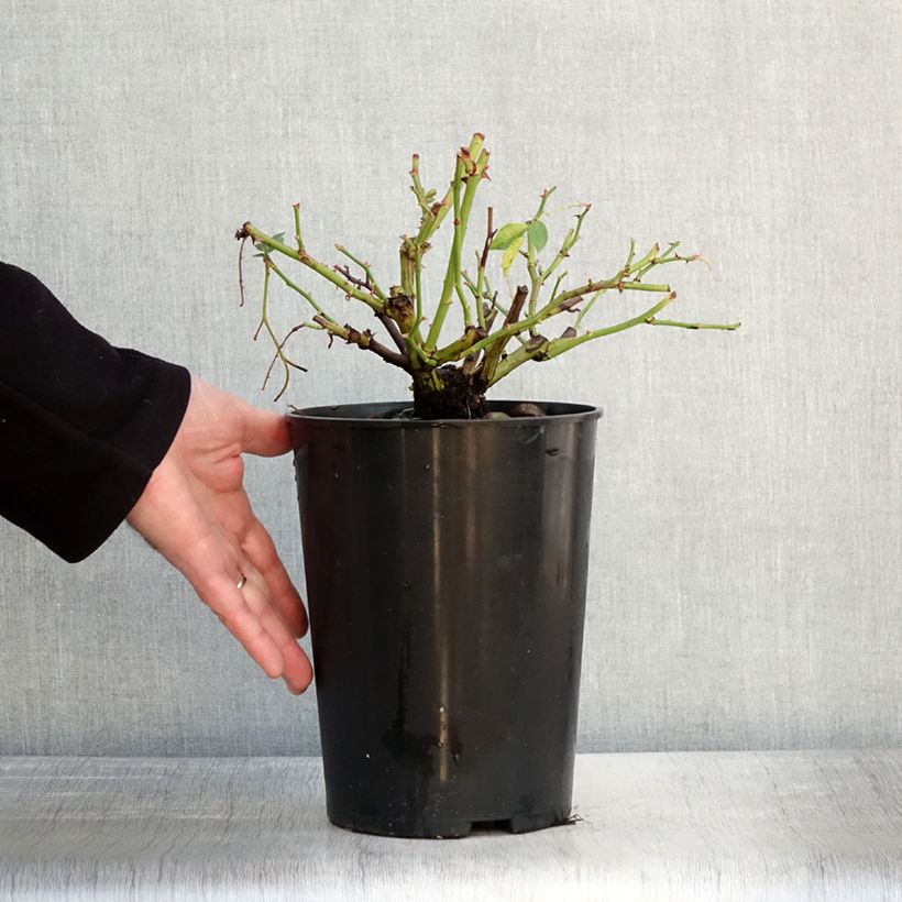 Rosa rampicante Siluetta Lavender Vaso da 4L/5L esemplare consegnato in inverno