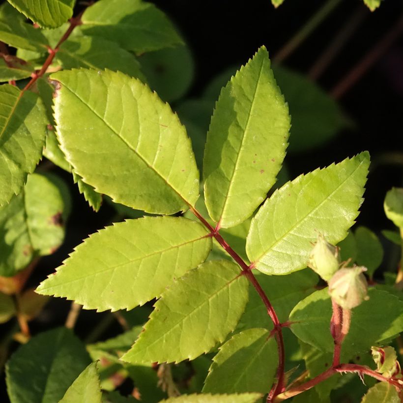 Rosa rampicante Siluetta Romantic (Fogliame)