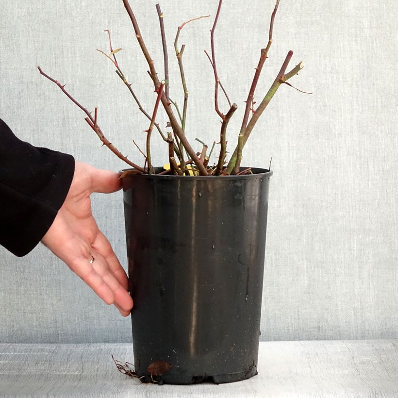 Rosa rampicante Siluetta Romantic Vaso da 4L/5L esemplare consegnato in inverno