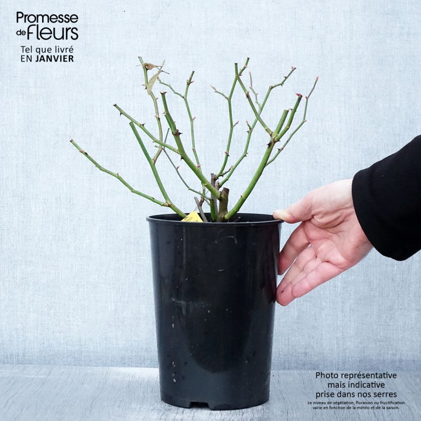 Rosa rampicante Siluetta Sunny Vaso da 4L/5L esemplare consegnato in inverno