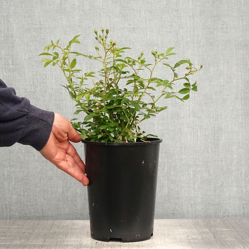 Rosa rampicante Siluetta Sunny Vaso da 4L/5L esemplare consegnato in primavera