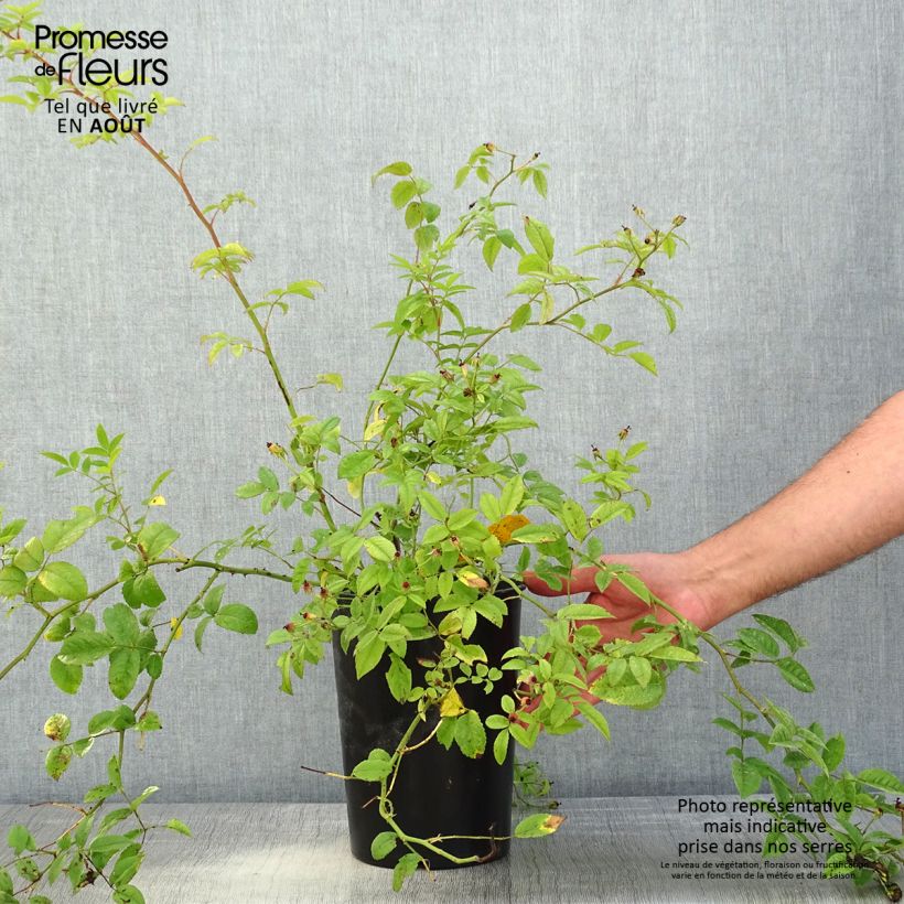 Esemplare di Rosa rampicante Siluetta Sweet Vaso da 4L/5L consegnato in estate