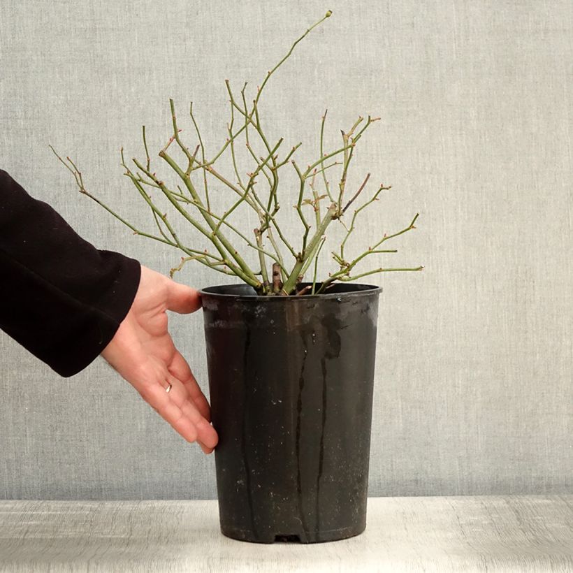 Rosa rampicante Siluetta Sweet Vaso da 4L/5L esemplare consegnato in inverno