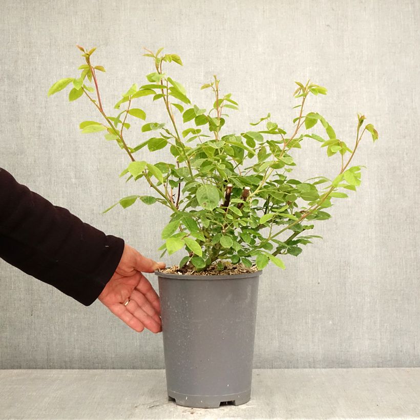 Rosa rampicante Sourire d'Orchidée Vaso da 4L/5L esemplare consegnato in primavera