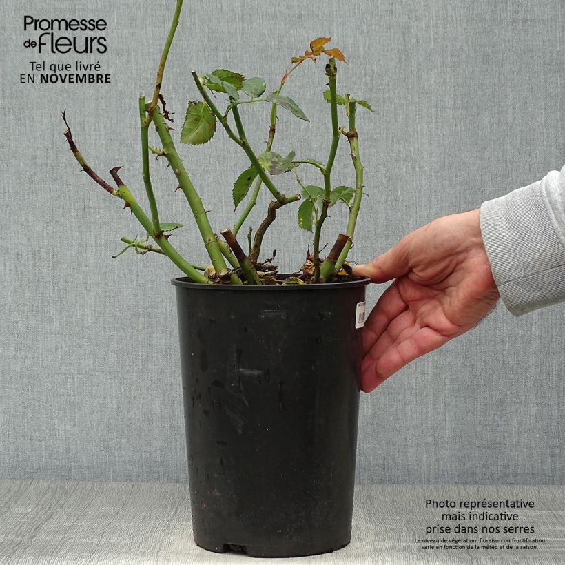 Esemplare di Rosa rampicante Sympathie Vaso da 4L/5L come consegnato in autunno