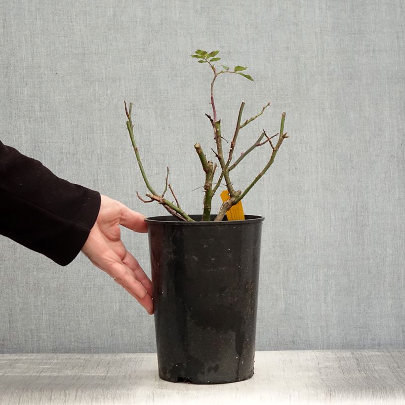 Rosa rampicante Sympathie Vaso da 4L/5L esemplare consegnato in inverno