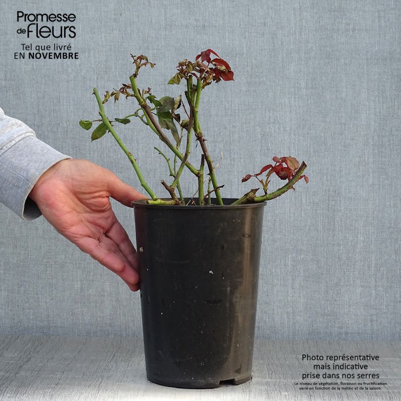 Esemplare di Rosa rampicante That's Jazz Vaso da 4L/5L come consegnato in autunno