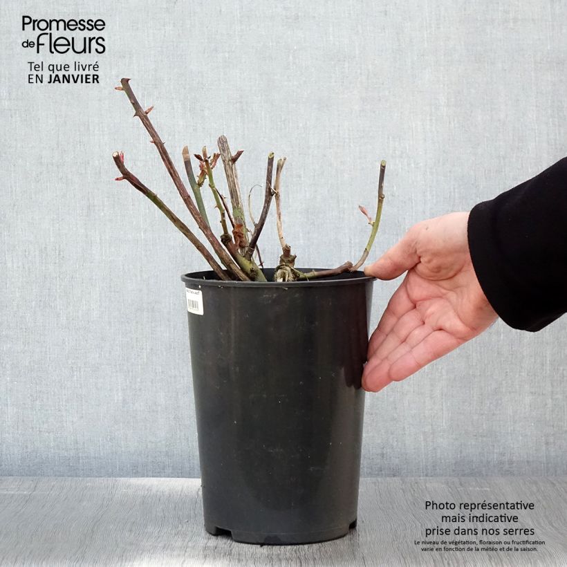 Rosa rampicante That's Jazz Vaso da 4L/5L esemplare consegnato in inverno