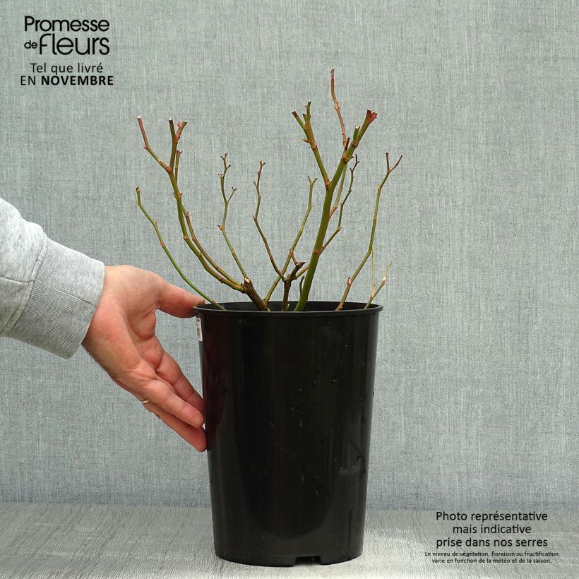 Esemplare di Rosa wichuraiana Veilchenblau - Rosa rampicante Vaso da 4L/5L come consegnato in autunno