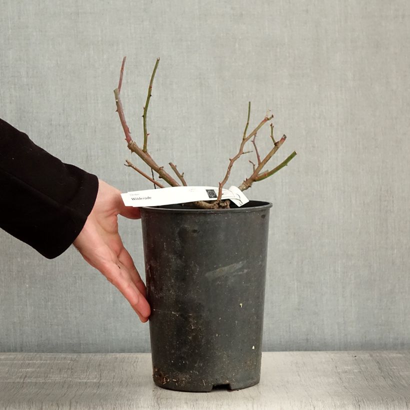 Rosa rampicante Wilderode Vaso da 4L/5L esemplare consegnato in inverno