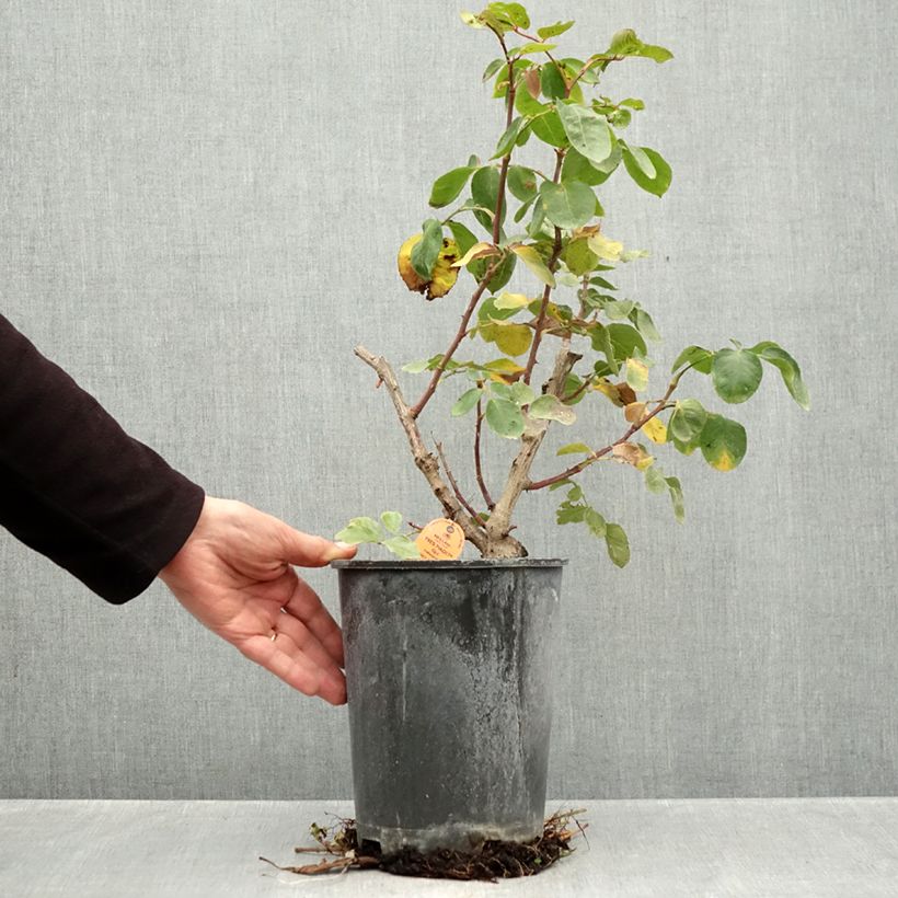 Esemplare di Rosa rampicante Yves Piaget Vaso da 4L/5L come consegnato in autunno