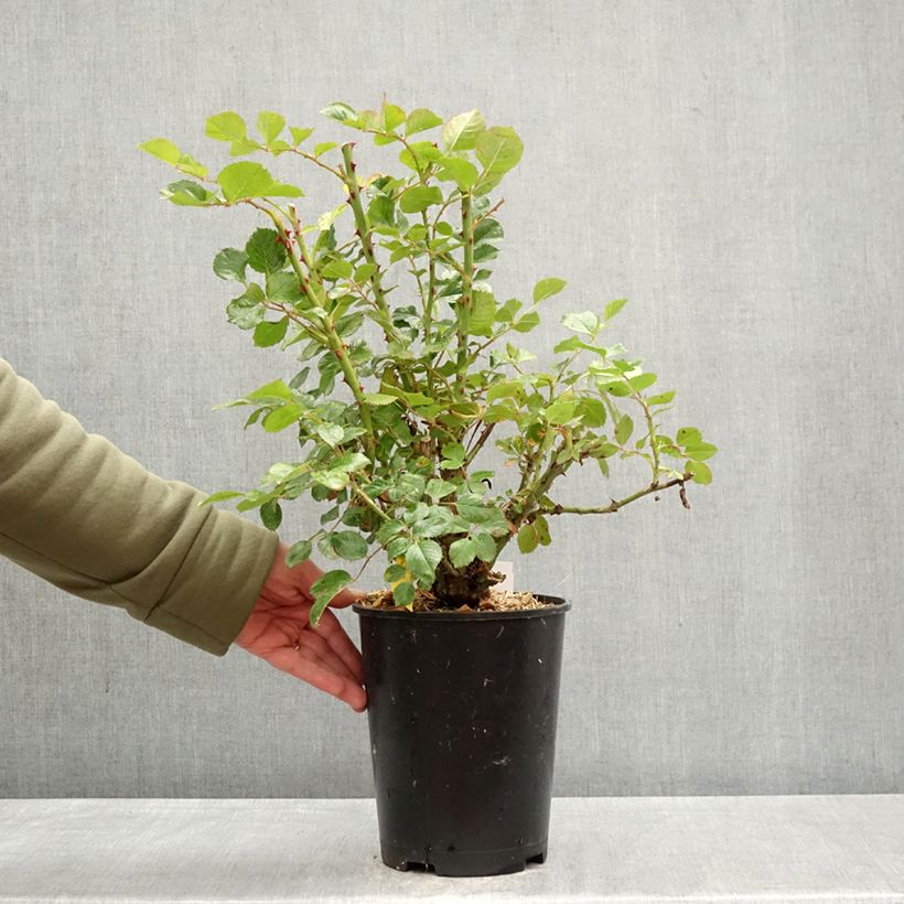Rosa rampicante Zephyr Vaso da 4L/5L esemplare consegnato in primavera