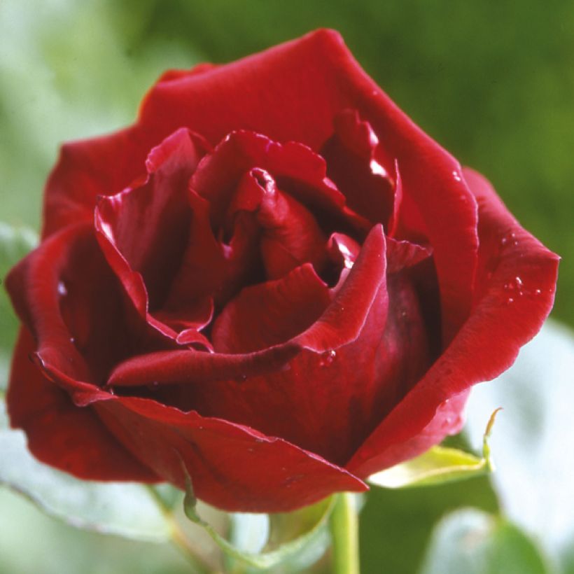 Rosa Guinée - Rosa rampicante (Fioritura)