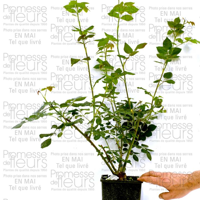 Esempio di esemplare Rosa Heritage Vaso da 4L/5L come consegnato