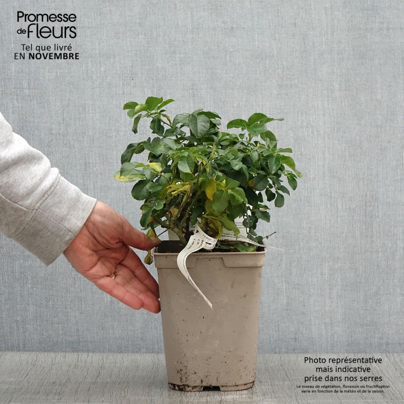 Esemplare di Rosa Jardin des Tuileries Vaso da 3L/4L come consegnato in autunno