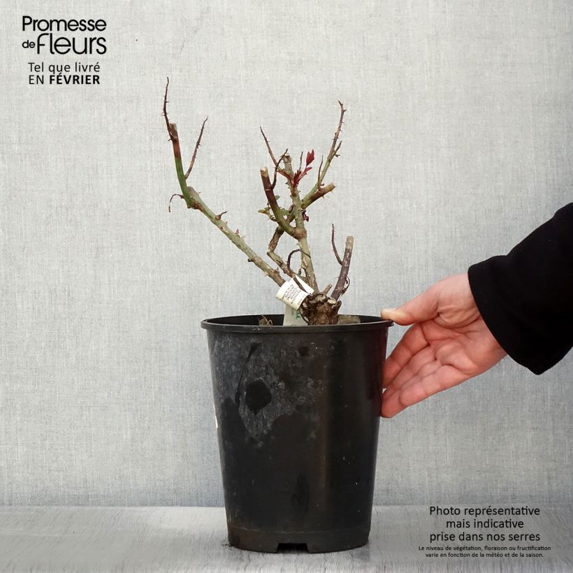 Rosa Rosier Leo Ferré Vaso da 4L/5L esemplare consegnato in inverno