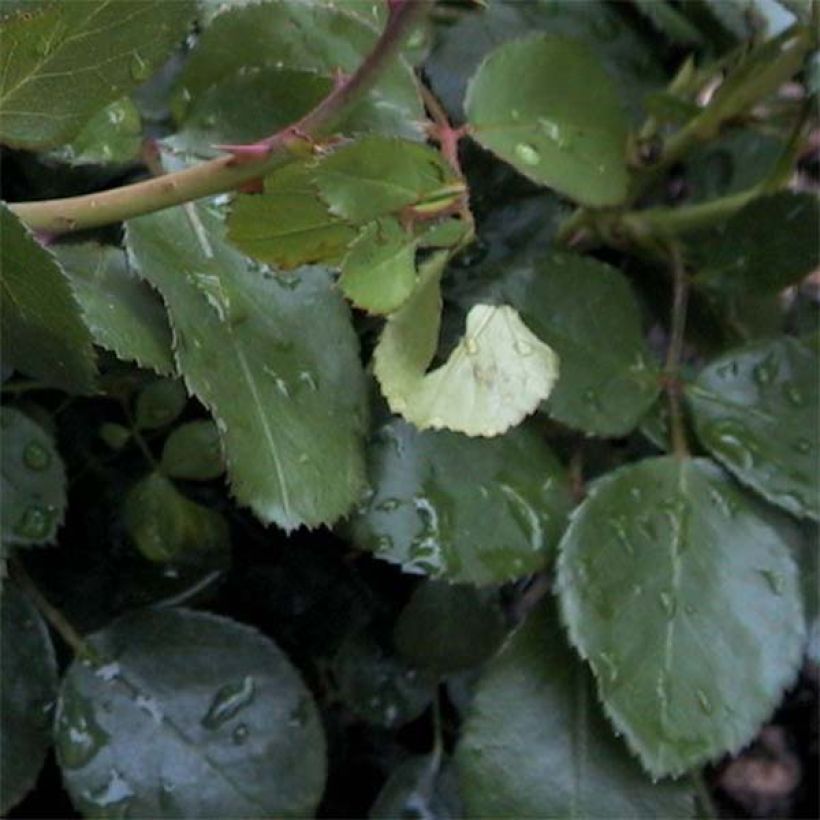 Rosa polyantha Leonardo Da Vinci (Fogliame)