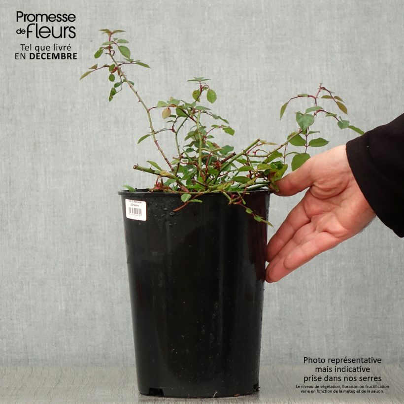 Esemplare di Rosa rampicante Adélaïde d’Orléans Vaso da 4L/5L come consegnato in autunno