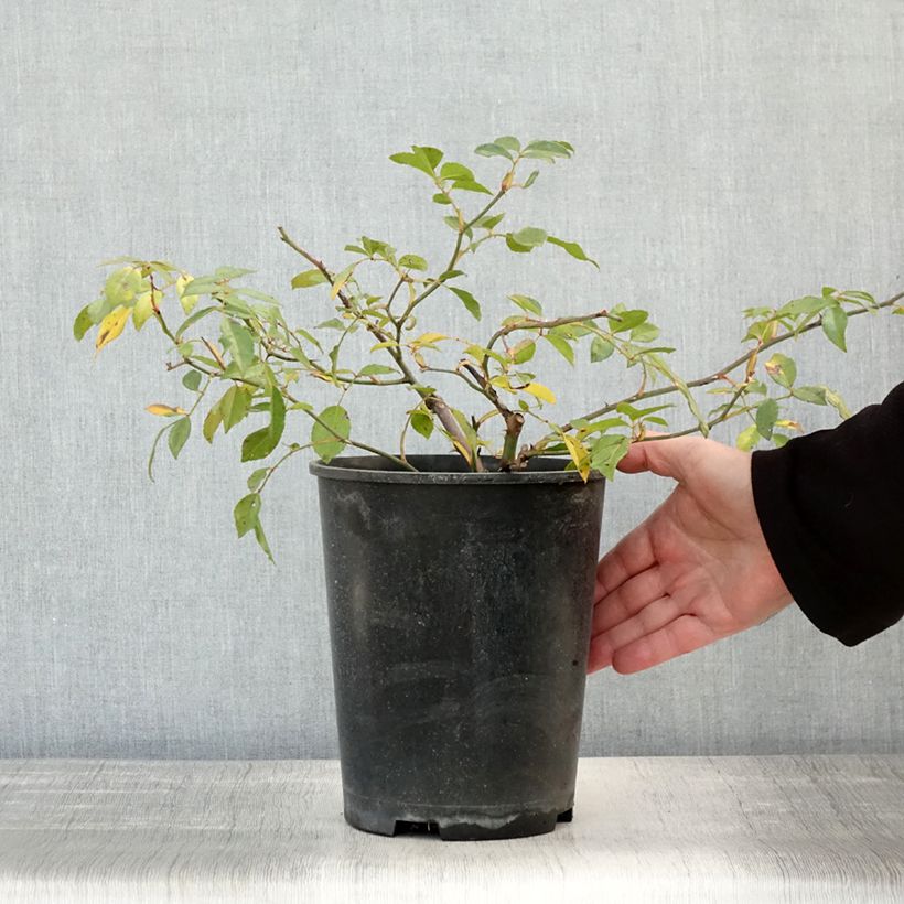 Esemplare di Rosa wichuraiana Albéric Barbier - Rosa rampicante Vaso da 4L/5L come consegnato in autunno