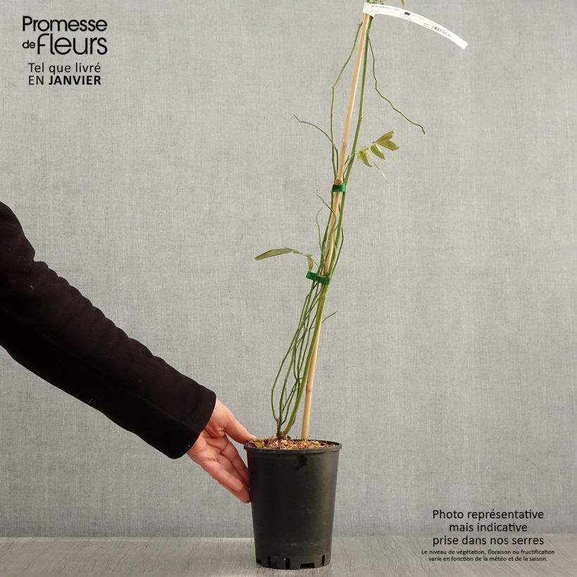 Rosa banksiae Purezza - Rosa di Lady Banks Vaso da 2L/3L esemplare consegnato in inverno