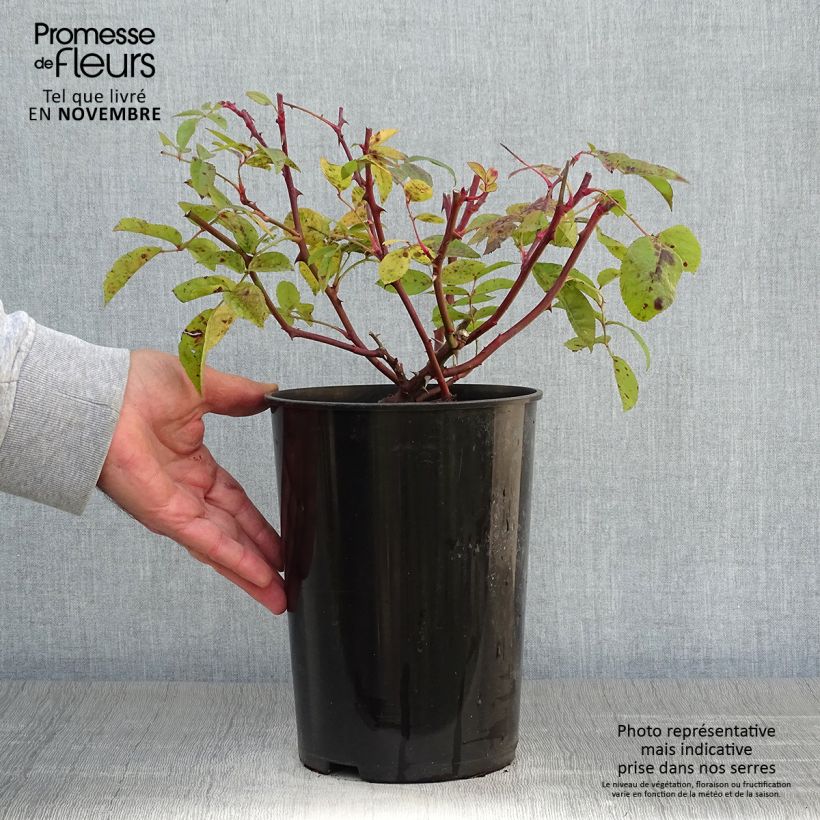 Esemplare di Rosa multiflora Bobbie James Vaso da 4L/5L come consegnato in autunno