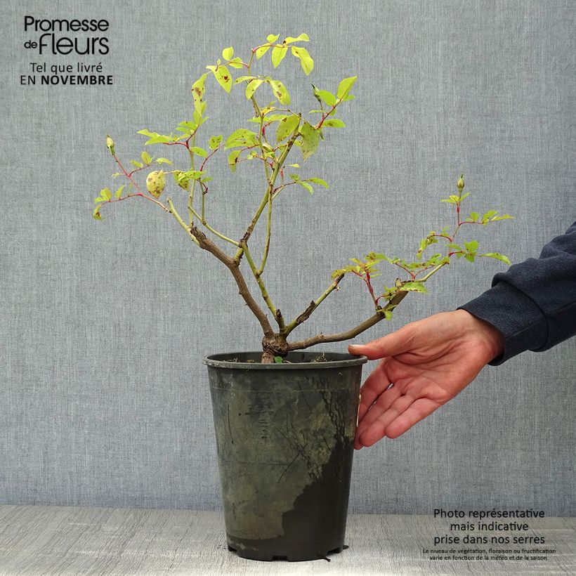 Esemplare di Rosa rampicante Kiftsgate Vaso da 4L/5L come consegnato in autunno
