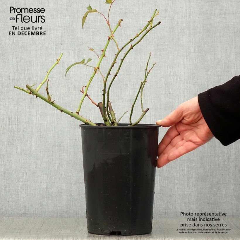 Esemplare di Rosa moscata rampicante Francis E Lester Vaso da 4L/5L come consegnato in autunno