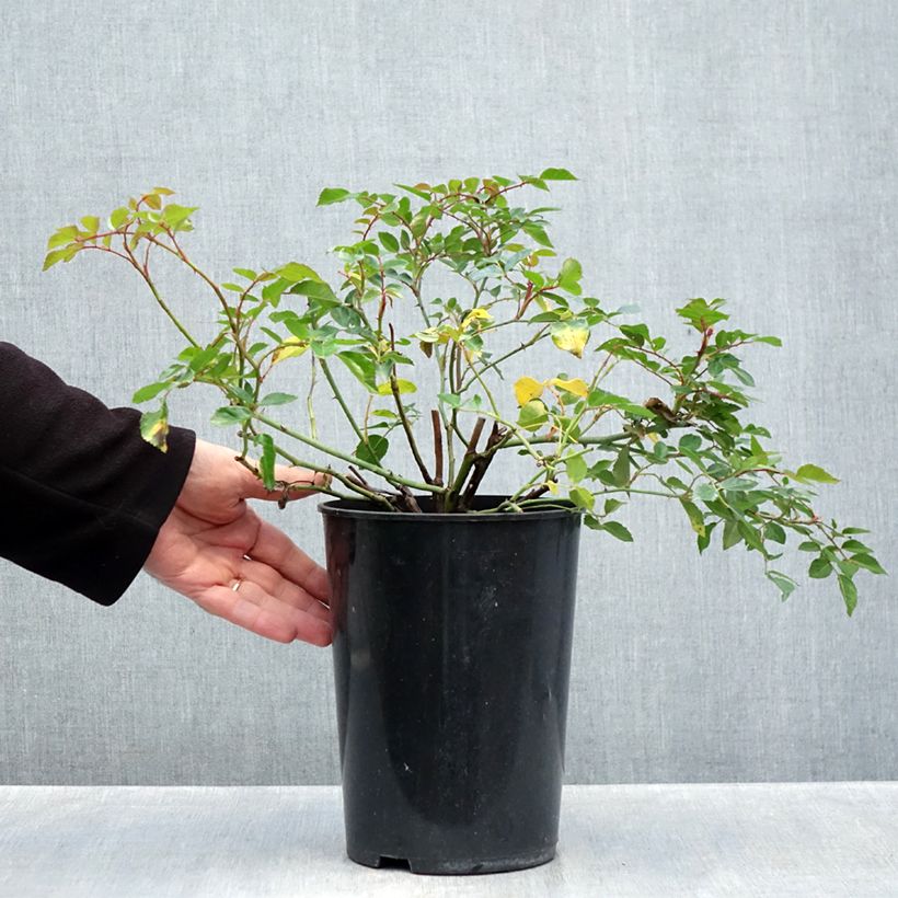 Esemplare di Rosa wichuraiana François Juranville - Rosa rampicante Vaso da 4L/5L come consegnato in autunno