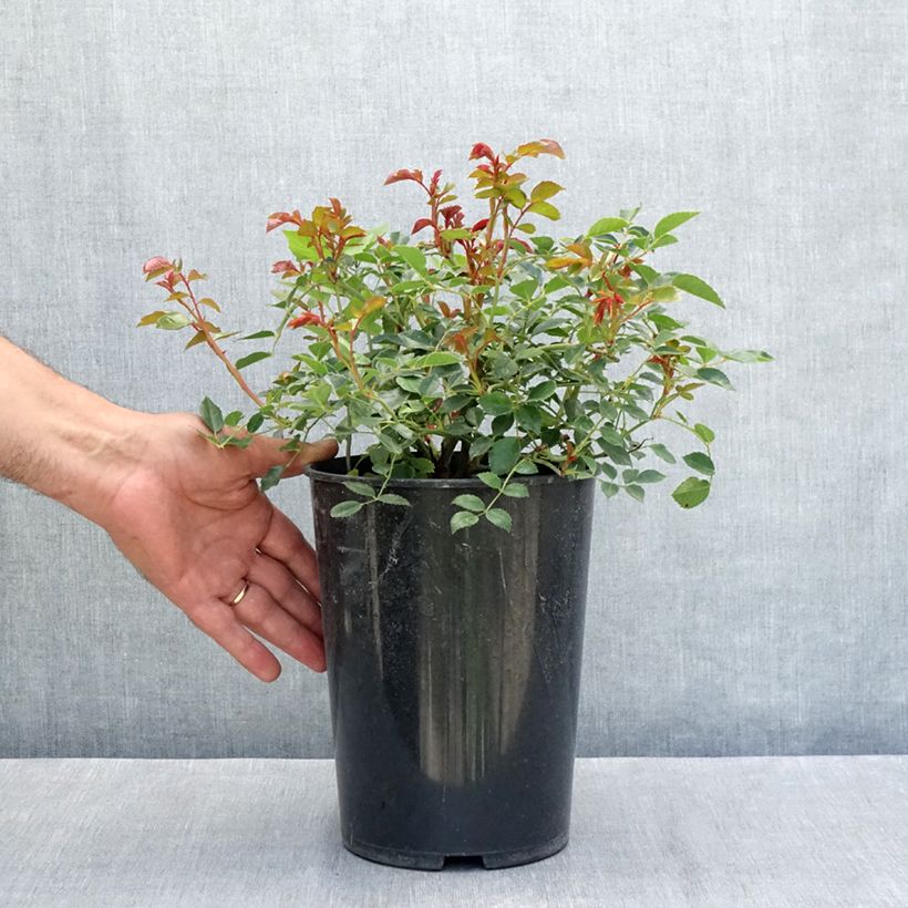 Esemplare di Rosa wichuraiana François Juranville - Rosa rampicante Vaso da 4L/5L consegnato in estate