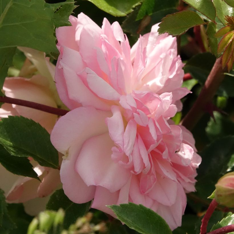 Rosa wichuraiana François Juranville - Rosa rampicante (Fioritura)