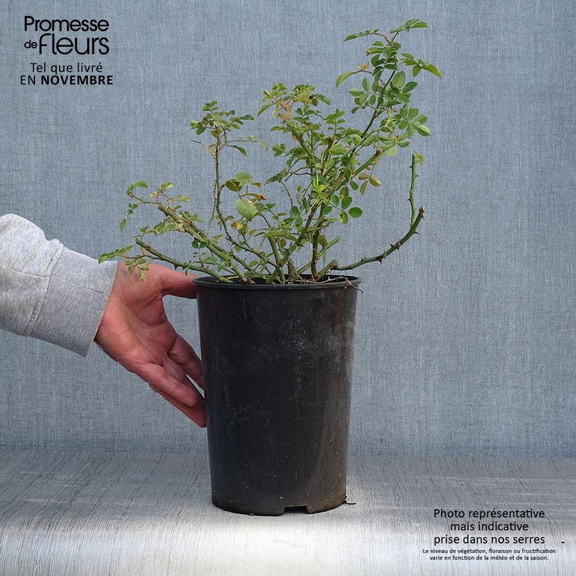 Esemplare di Rosa rampicante Kew Rambler Vaso da 4L/5L come consegnato in autunno