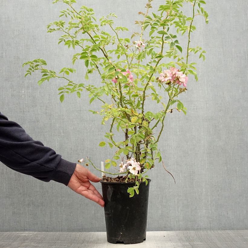 Esemplare di Rosa rampicante Kew Rambler Vaso da 4L/5L consegnato in estate
