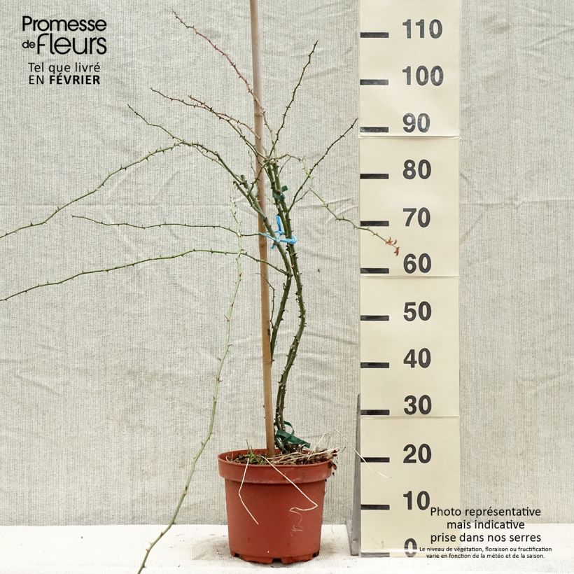 Rosa rampicante Kew Rambler Vaso da 4L/5L esemplare consegnato in inverno