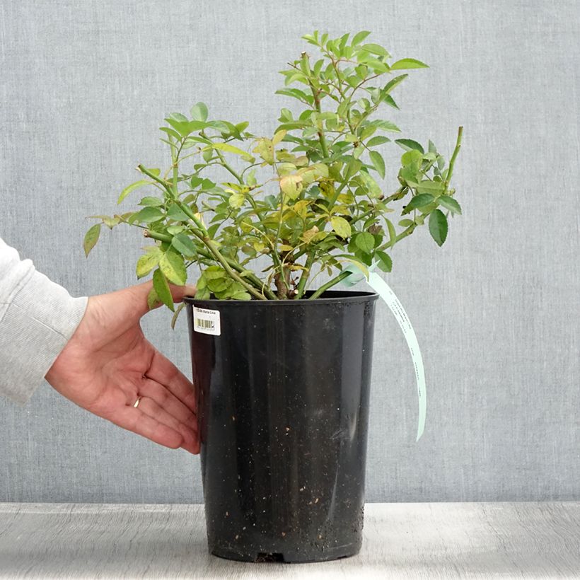 Esemplare di Rosa multiflora Maria Lisa Vaso da 4L/5L come consegnato in autunno