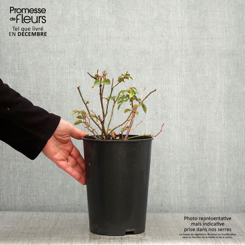 Esemplare di Rosa wichuraiana Paul Noel - Rosa rampicante Vaso da 4L/5L come consegnato in autunno