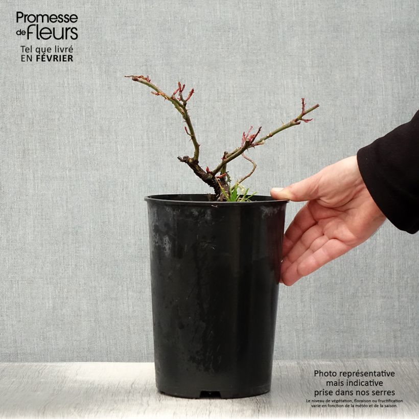 Rosa wichuraiana Paul Noel - Rosa rampicante Vaso da 4L/5L esemplare consegnato in inverno