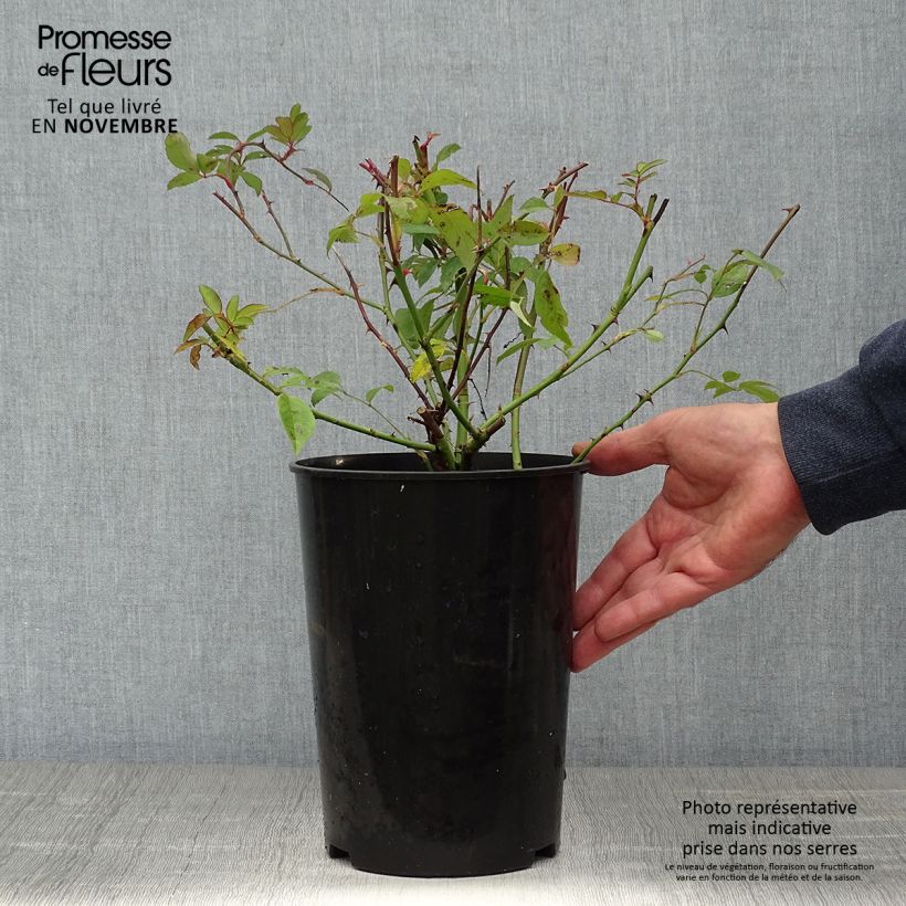 Esemplare di Rosa moscata rampicante Paul's Himalayan Musk Vaso da 4L/5L come consegnato in autunno