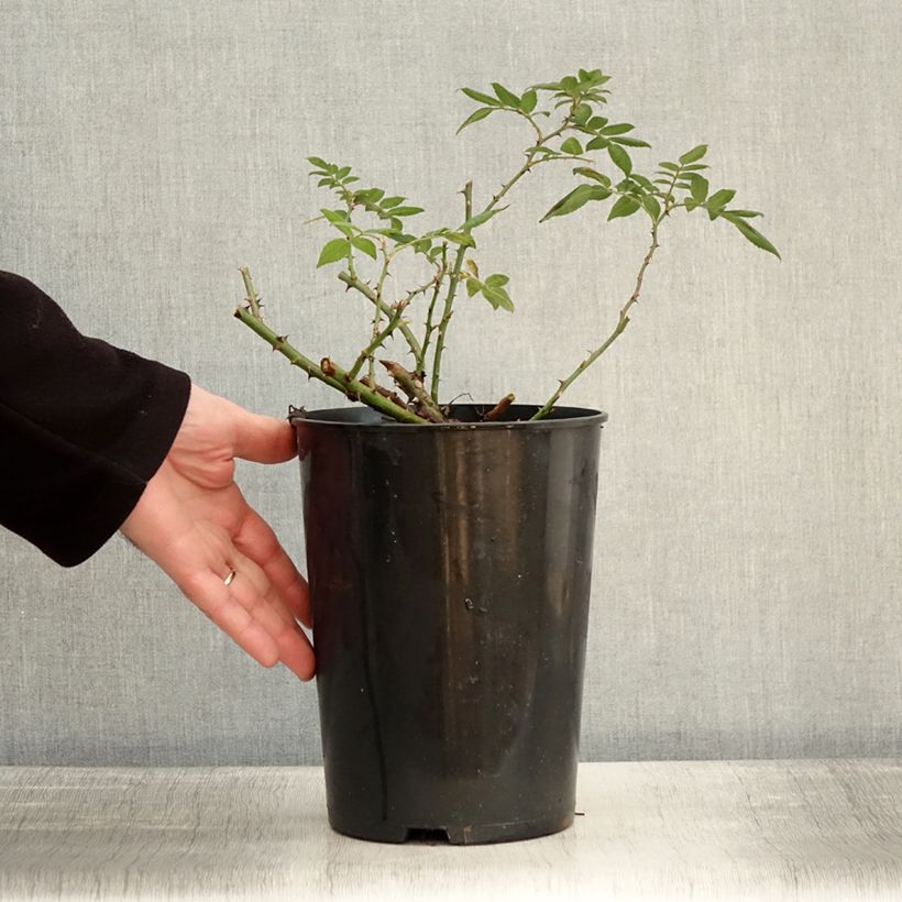 Rosa multiflora Rambling Rector Vaso da 4L/5L esemplare consegnato in inverno