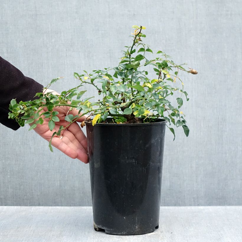 Esemplare di Rosa wichuraiana Sander's White Rambler - Rosa rampicante Vaso da 4L/5L come consegnato in autunno