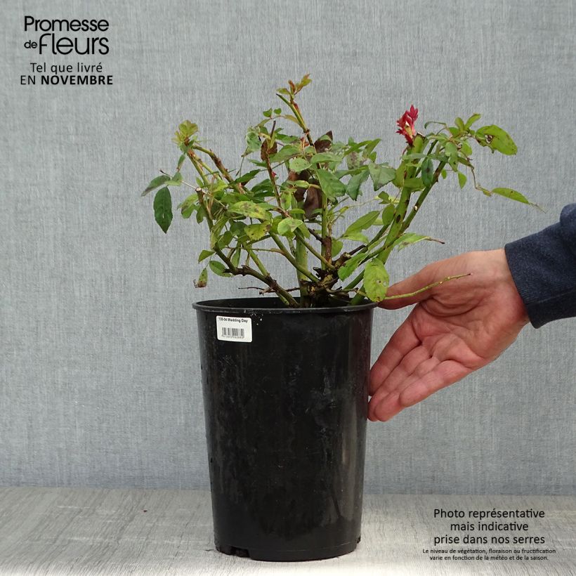 Esemplare di Rosa rampicante Wedding Day Vaso da 4L/5L come consegnato in autunno