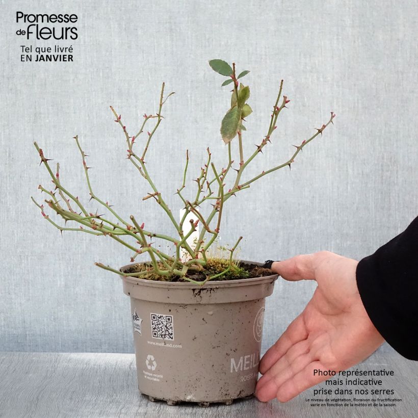 Rosa tappezzante Meillandecor Pink Chantilly Meilevire Vaso da 4L/5L esemplare consegnato in inverno